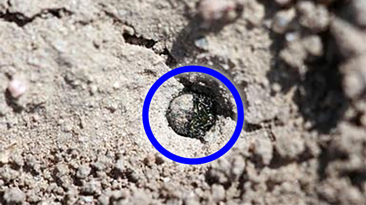 A larva in its burrow waiting for prey. The circle is showing how the head of the larva blocks the entrance into the burrow.