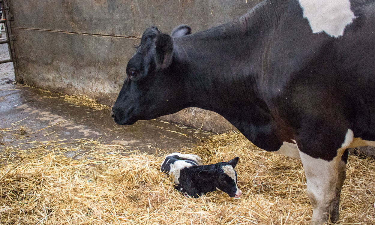 Newborn dairy calf and mother cow.