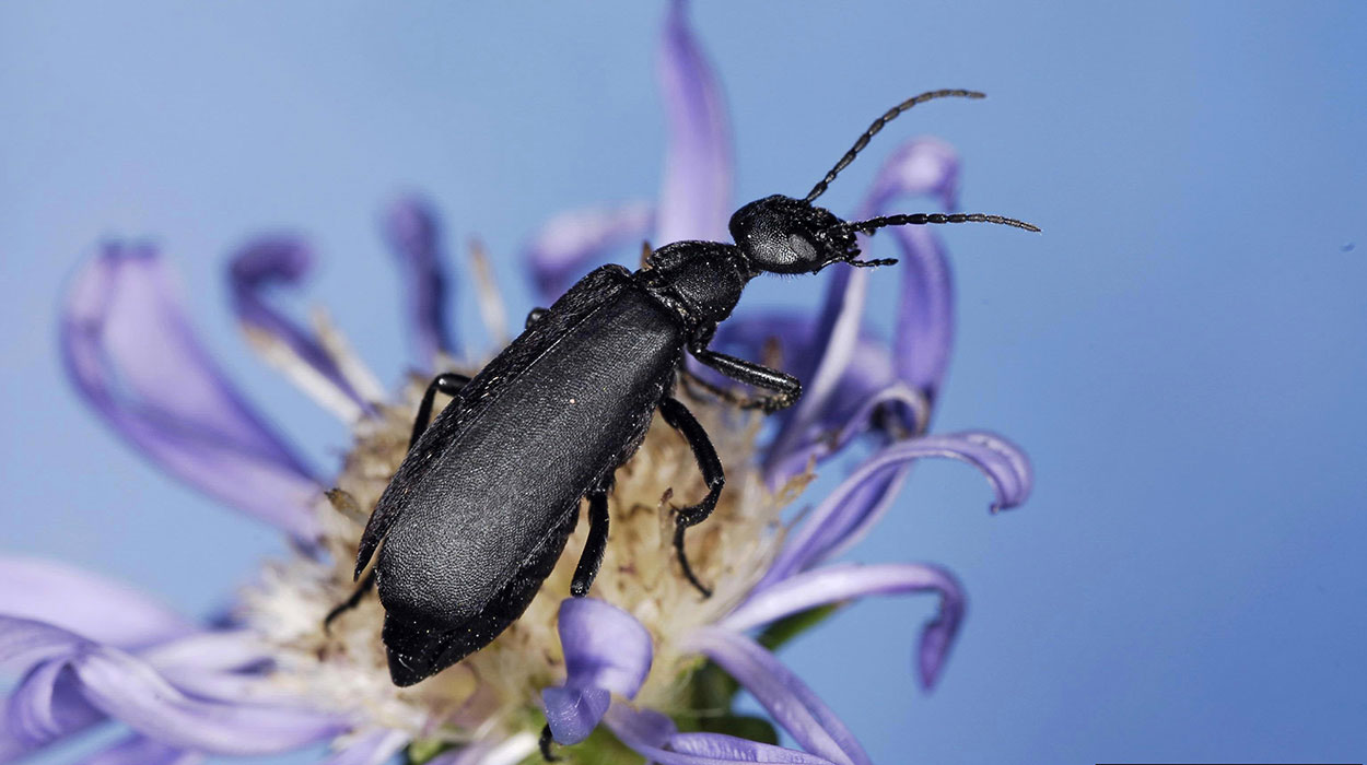 Black beetle on a purple flower.