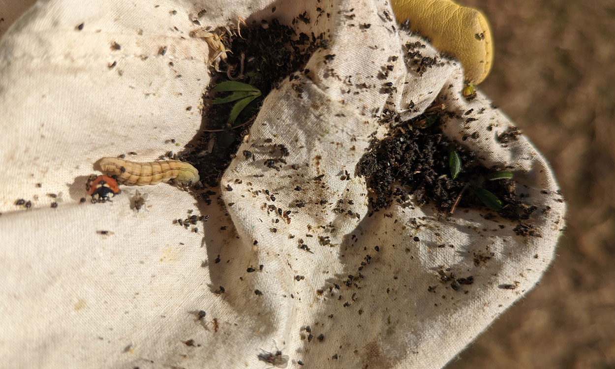 White canvas material covered in dark colored aphids.