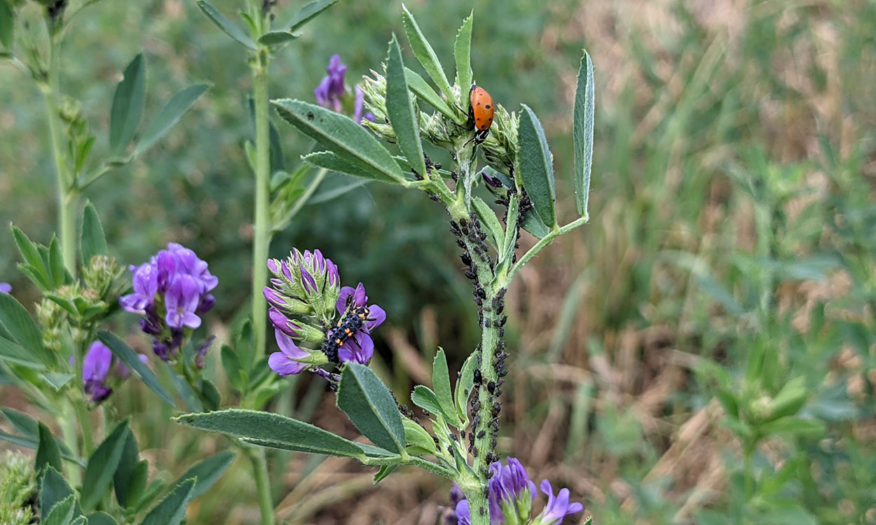 Dark colored aphids on a green stem.