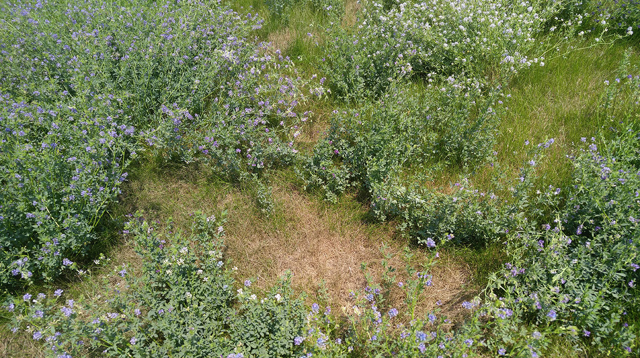 A pasture containing a mixture of grasses and alfalfa.