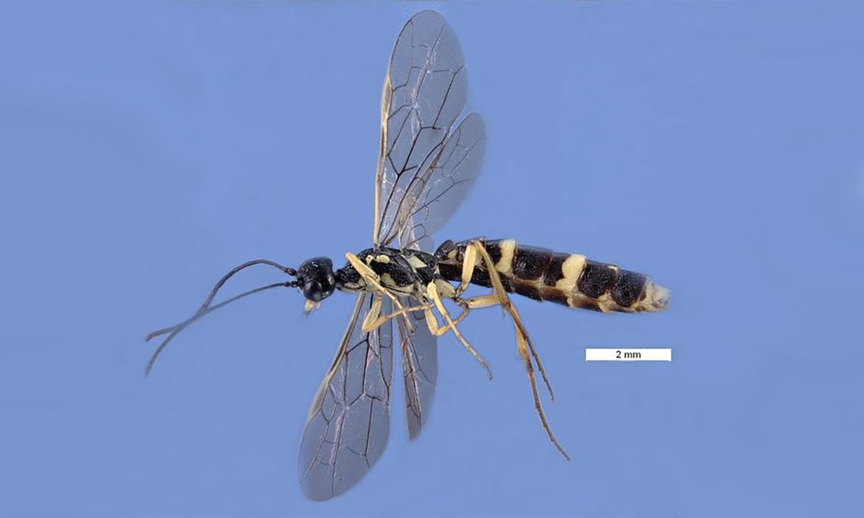A wheat stem sawfly with long antennae, smoky wings, and black and yellow coloration. The white bar indicates a scale of 2mm.