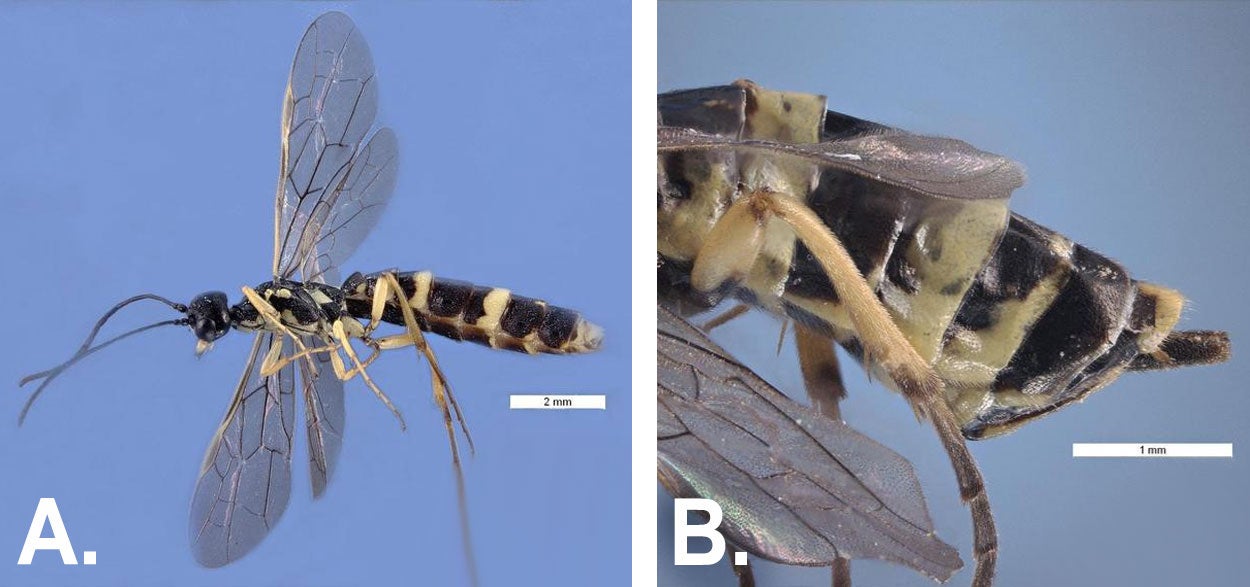 Left: A wheat stem sawfly with long antennae, smoky wings, and black and yellow coloration. The white bar indicates a scale of 2mm. Right: A close side view of a female wheat stem sawfly. The white bar indicates a scale of 1mm and is showing the length of the ovipositor.