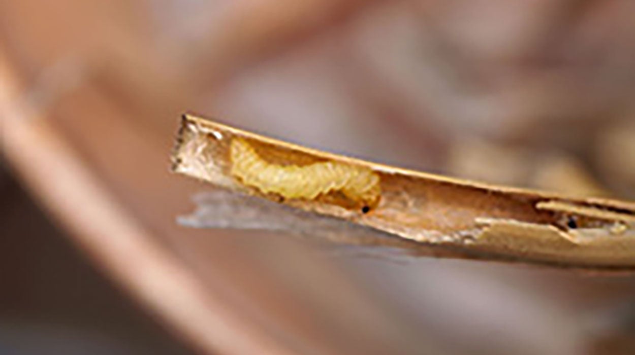 A creamy white colored wheat stem sawfly larva. The larva is inside a wheat stem and has the distinct “S” shape.