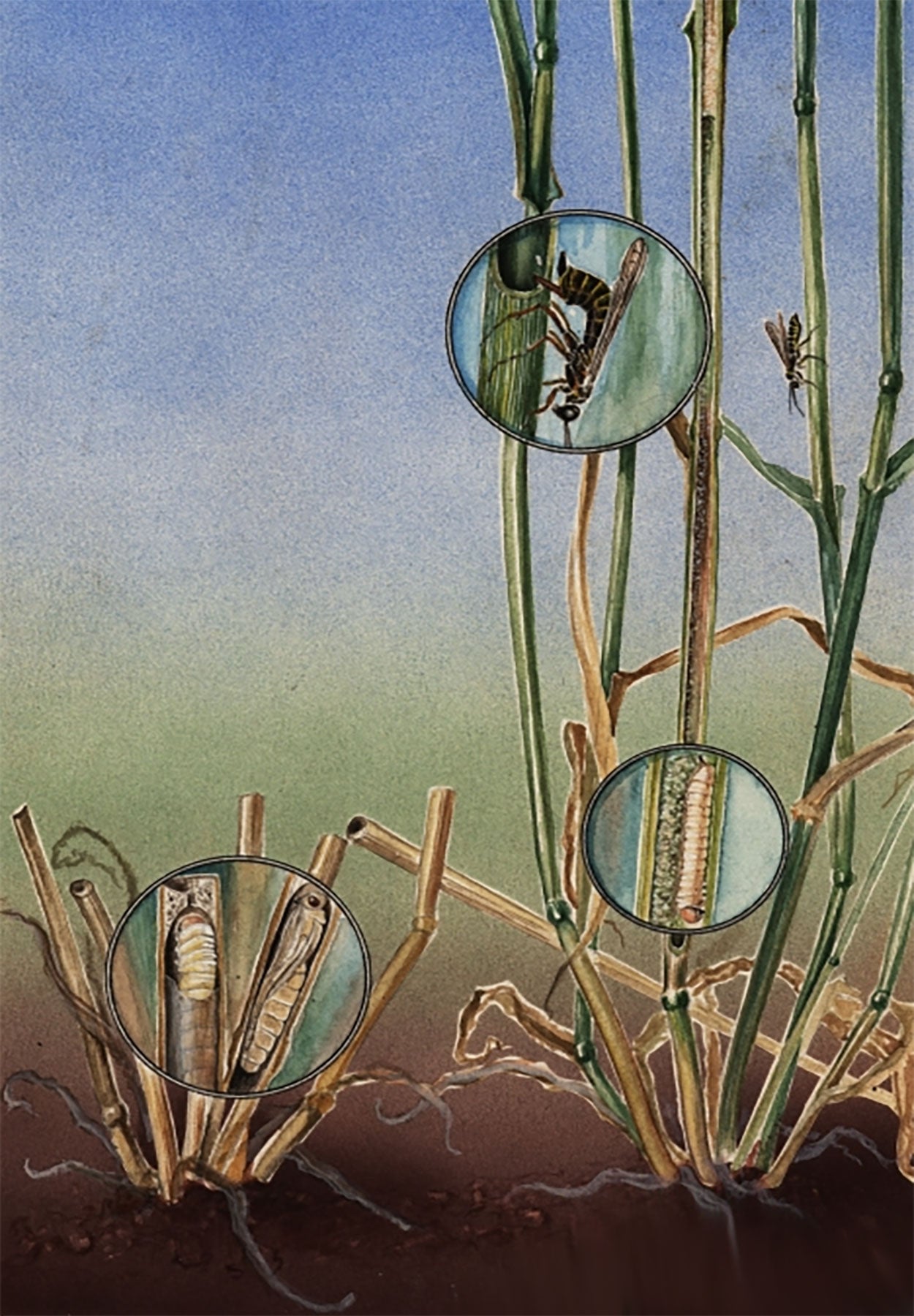 A colorful illustration of the wheat stem sawfly life cycle.