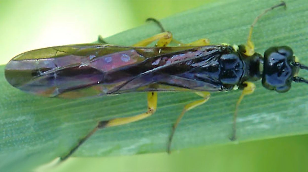 A black and yellow wasp with smoky brown wings resting upside down on a plant.