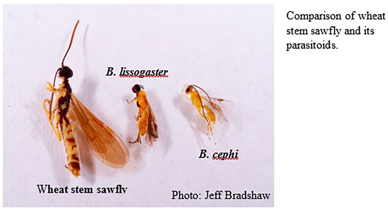 One black and yellow wasp laying next to two, small parasitic wasps.