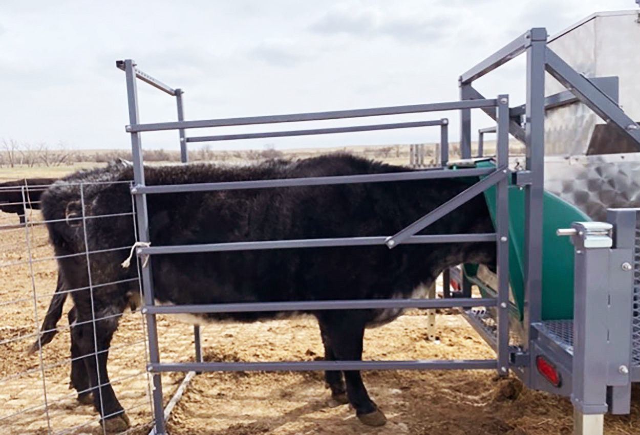 A cow at the Cottonwood Field Station with her head in the green colored chamber of the GreenFeeder