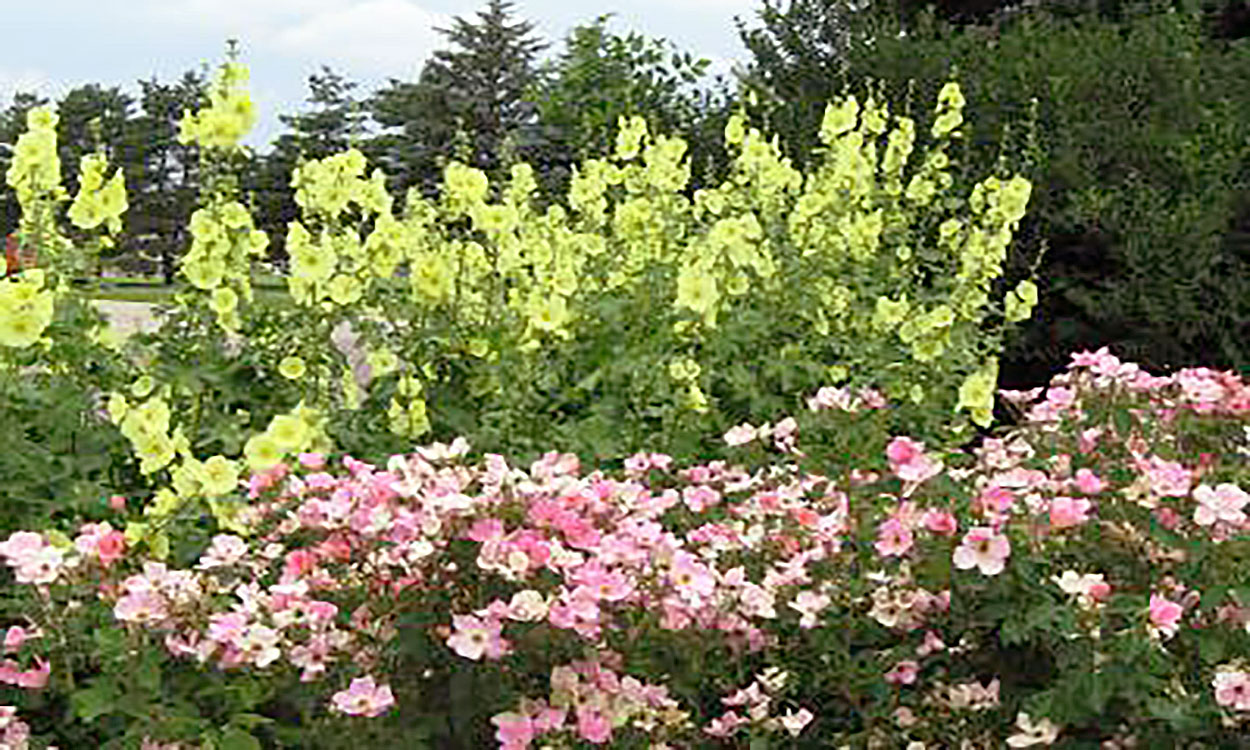 Yellow hollyhock spires above a bed of pink to white rose bushes.