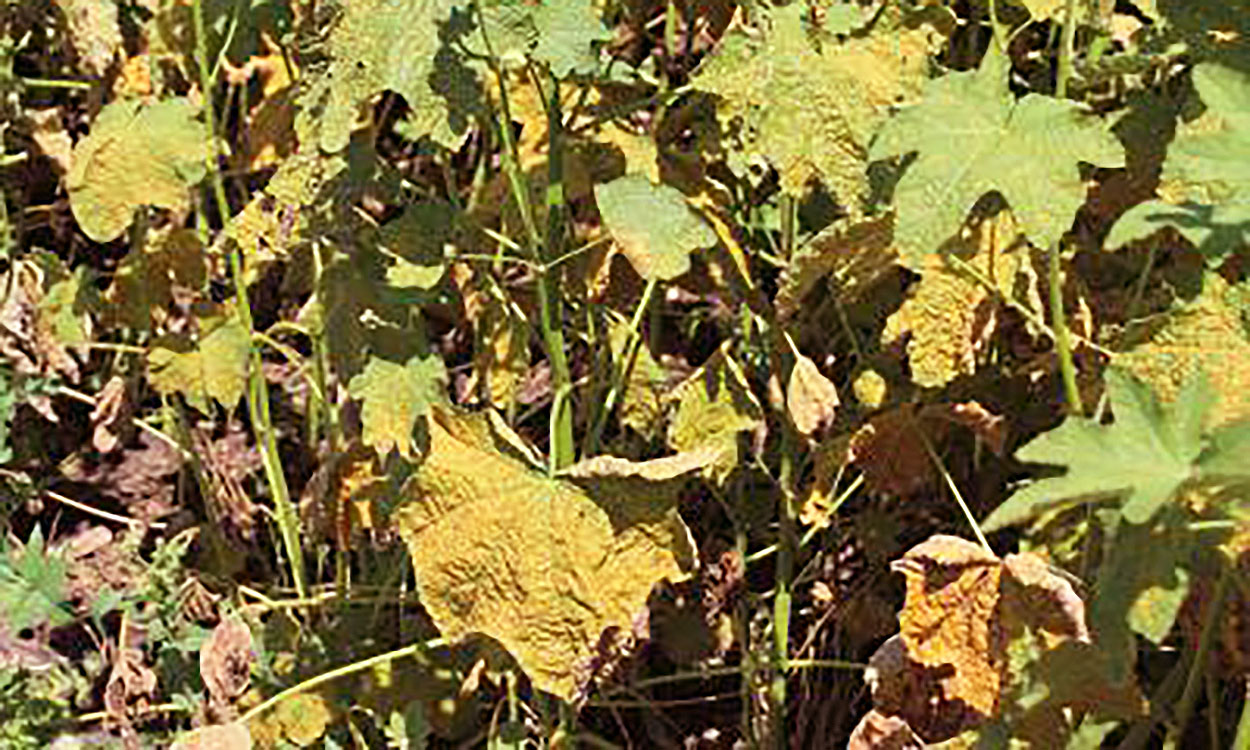 Hollyhock leaves infected with hollyhock rust.