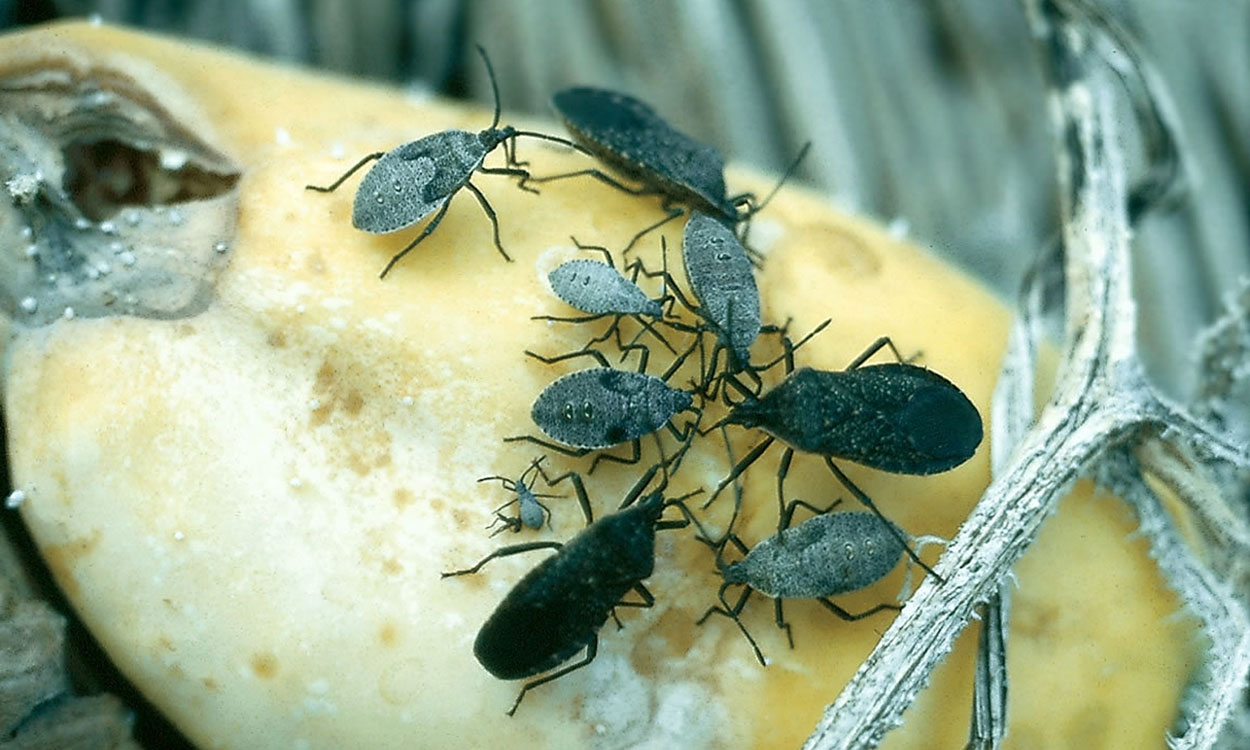 Gray tear drop shaped bugs feeding on a yellow squash.