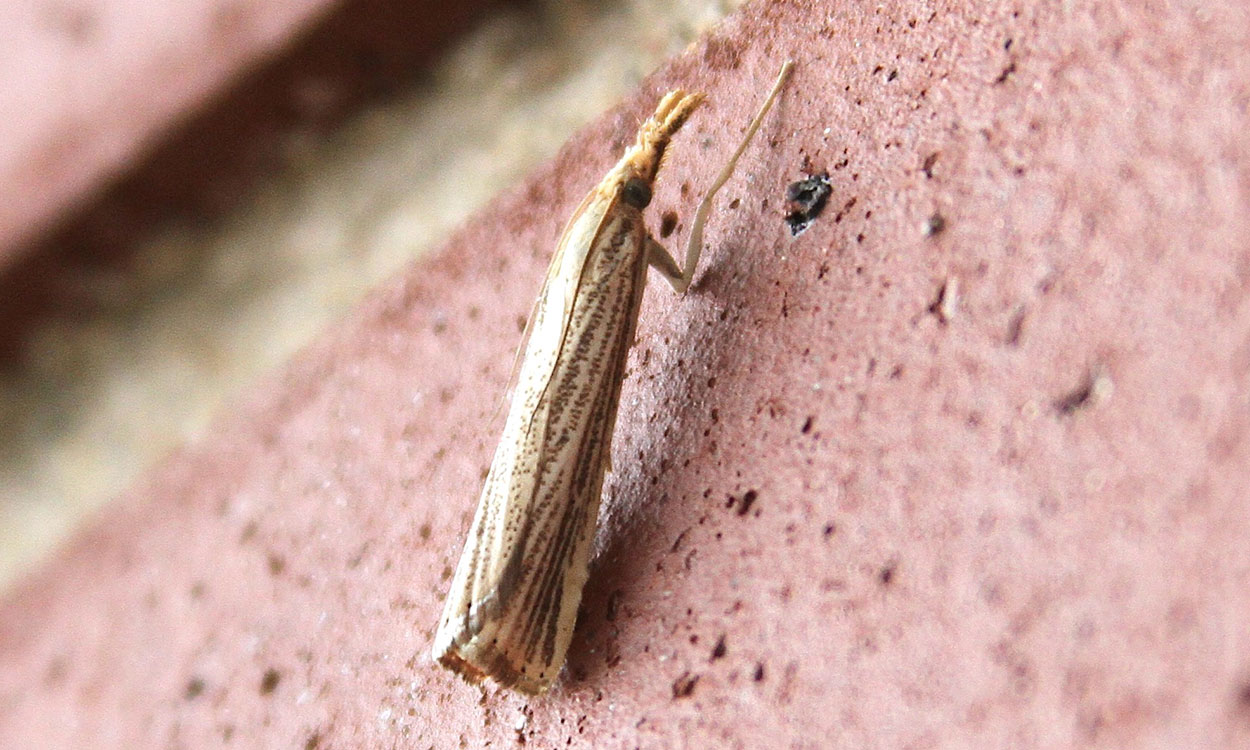 Small, white moth with a pattern of brown stripes on the wings.