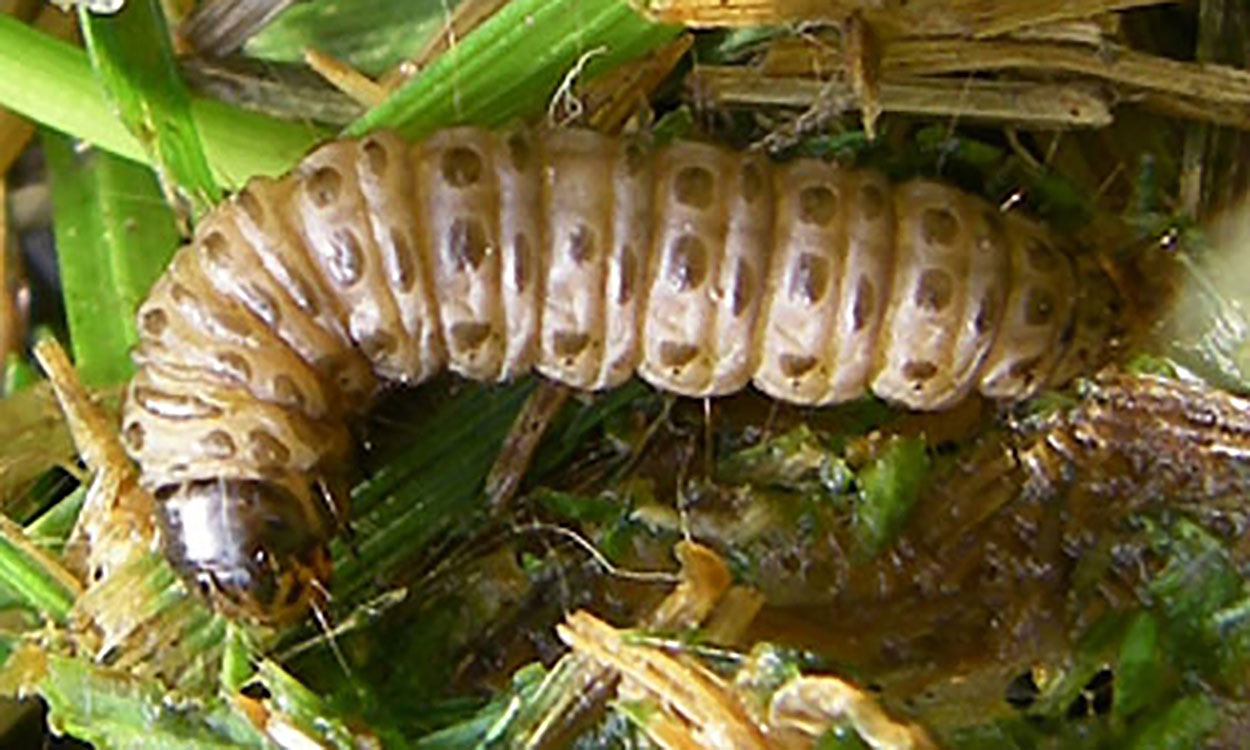 Light-brown caterpillar with darker brown head. Has brown spots on each body segment.