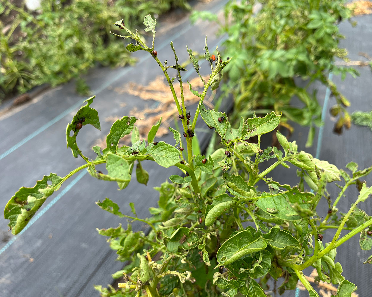 Small red and black larvae feeding on the green leaves of a potato plant.