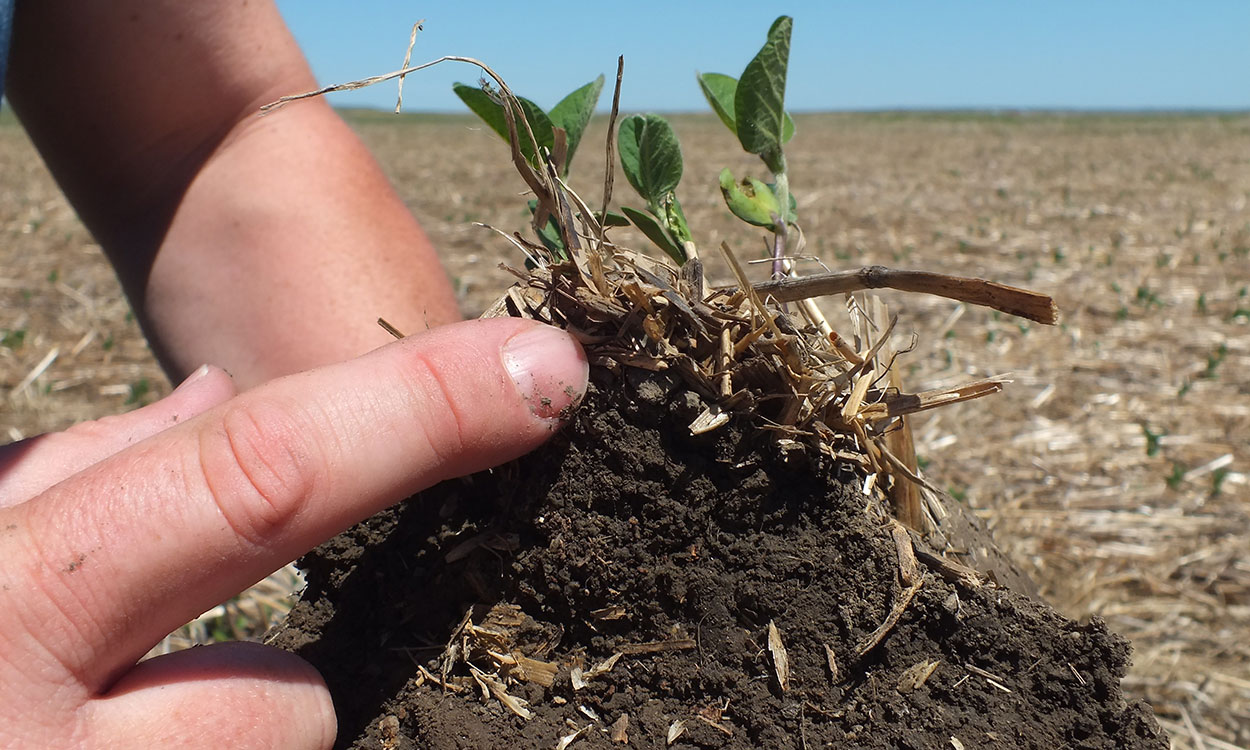 Hands holding a clump of healthy soil from a no-till field.