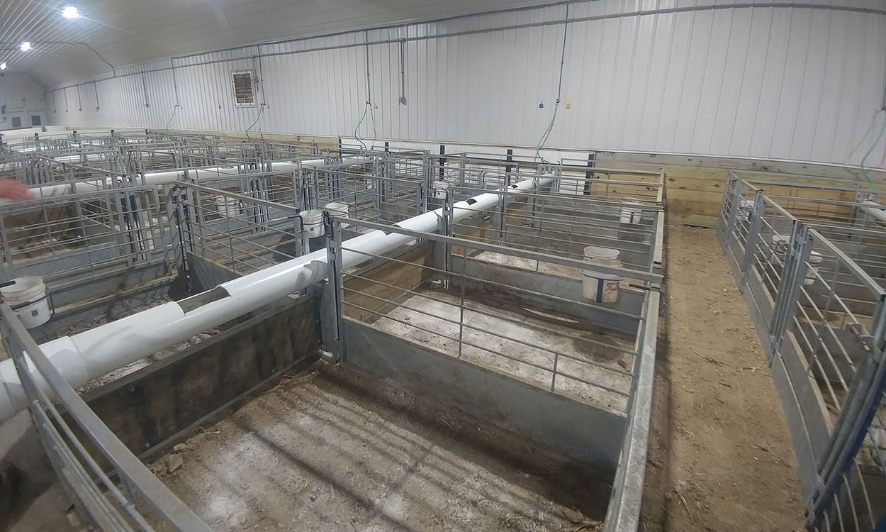 Elevated waterers in sheep production facility.