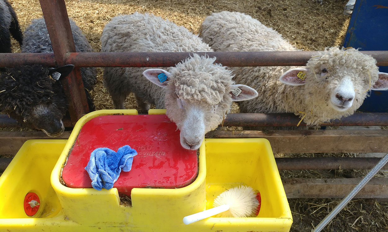 Sheep at a freshly cleaned watering station.
