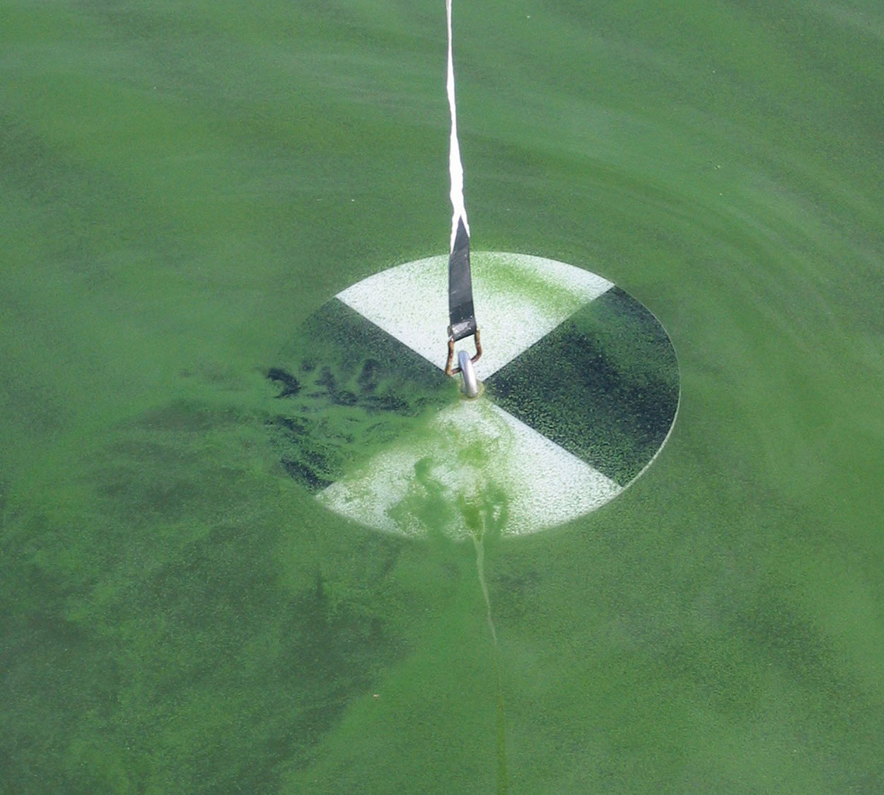Secchi disk being used to measure lake transparency.