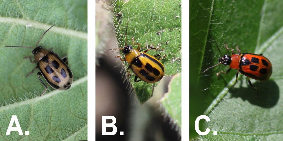 Three bean leaf beetles. From Left: Brown beetle with black spots on a green leaf. Yellow beetle with black spots on a green leaf. Red beetle with black spots on a green leaf.