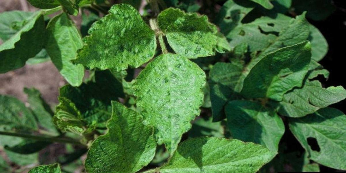 Soybean plant showing the BPMV symptoms of distortion, rugosity (wrinkled), and mottling (dark green/light green color patterns) on a soybean plant infected with BPMV.