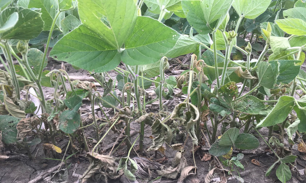Green soybean with wilting/dying soybean within the same row.