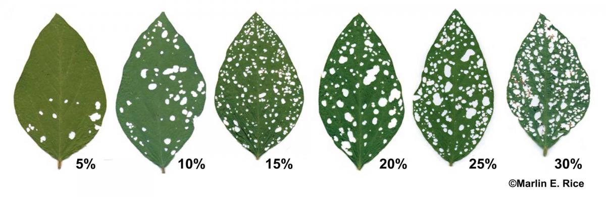 Six soybean leaves with varying levels of defoliation.