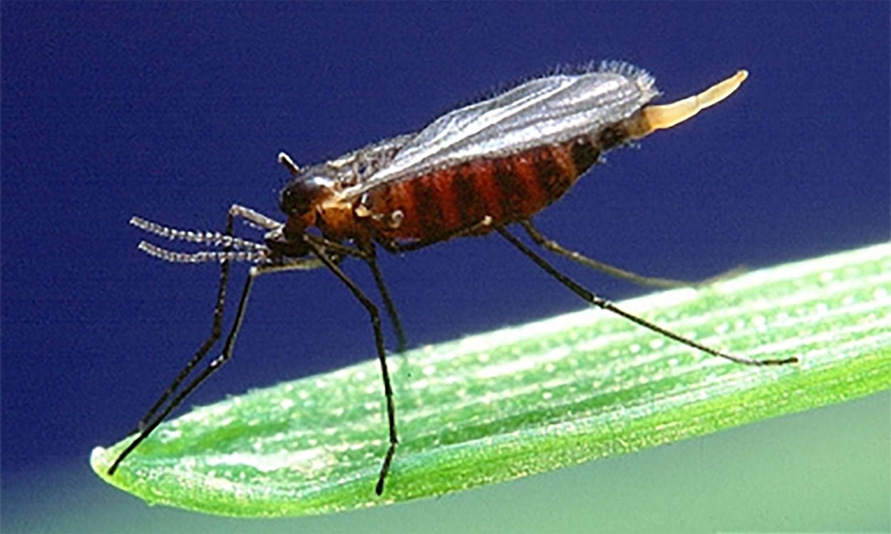 A reddish black fly with beaded antennae resting on a plant.