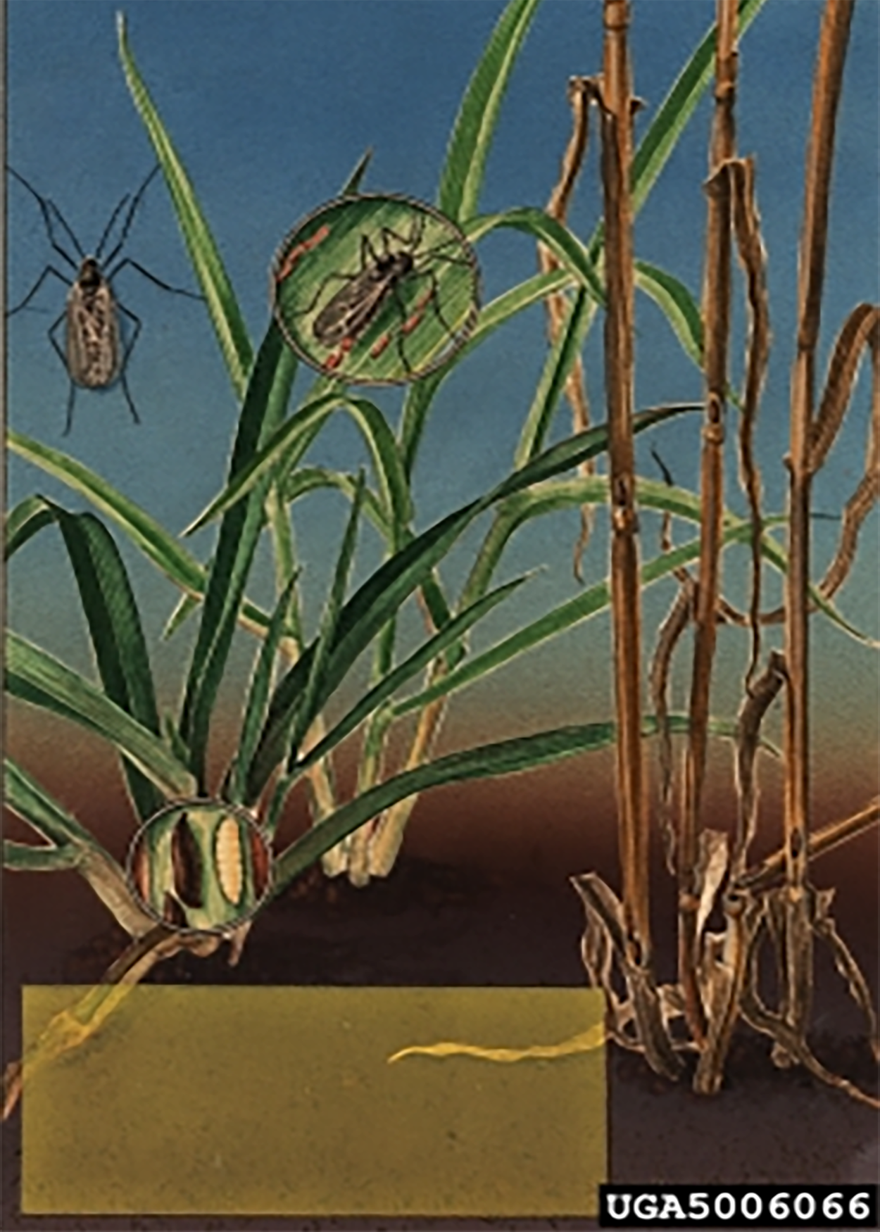 A drawing of the egg, larva, pupa, and adult stage of the hessian fly.