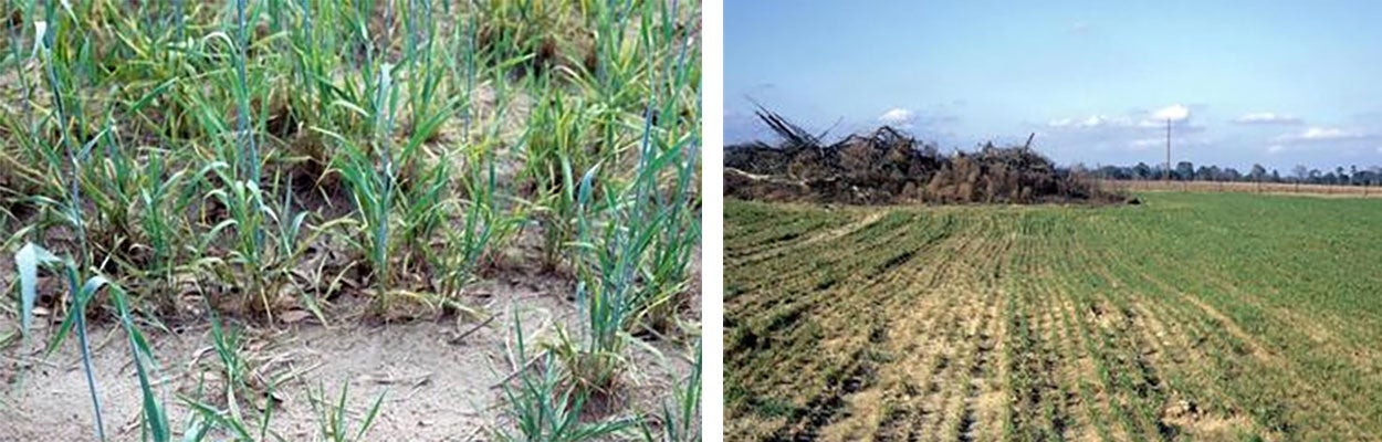 A close-up view of hessian fly damage to wheat (left image). Early (left) versus late (right) planted wheat with varying levels of pest damage (right image).