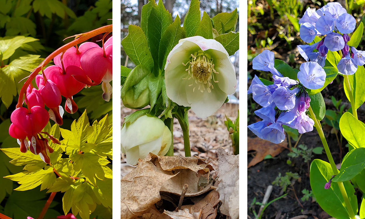 Bleeding heart, lenten rose and Virginia blue bell flowers.