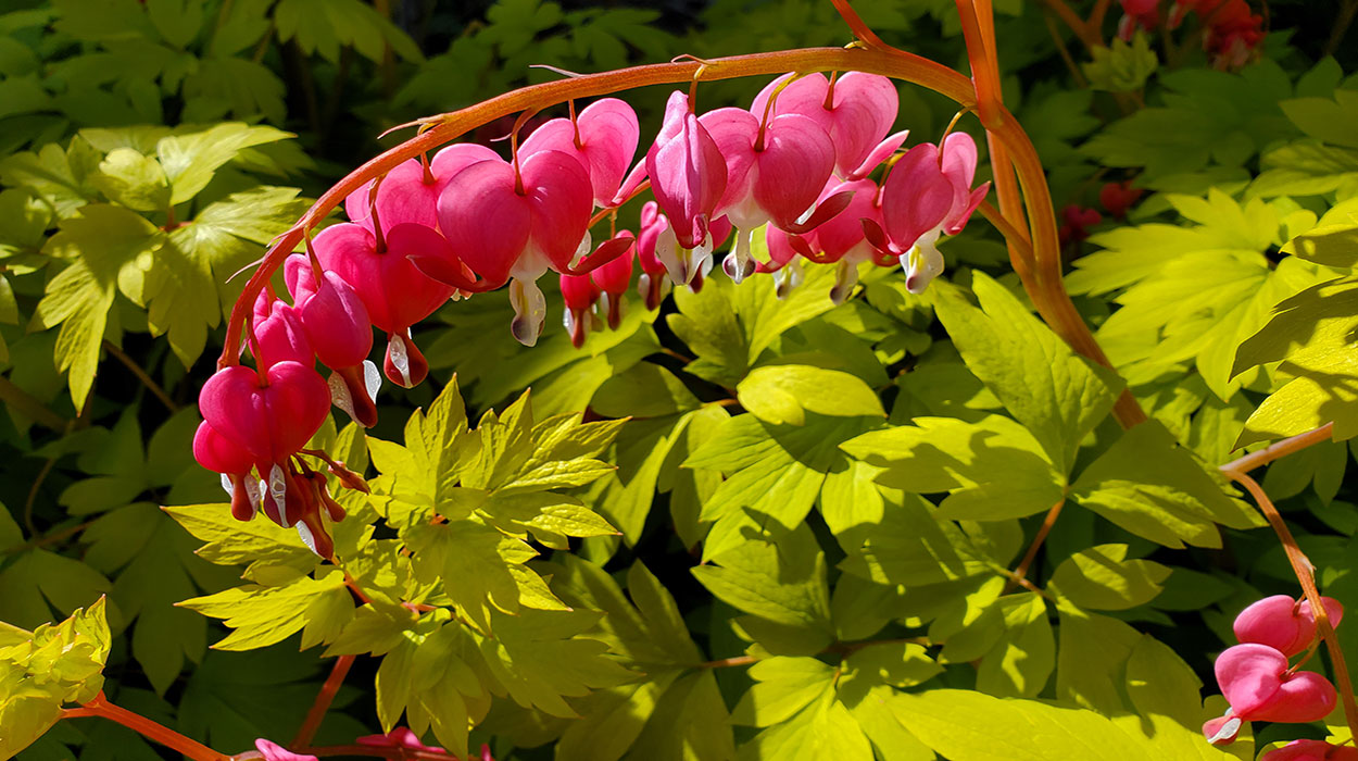 Bleeding Heart flower.