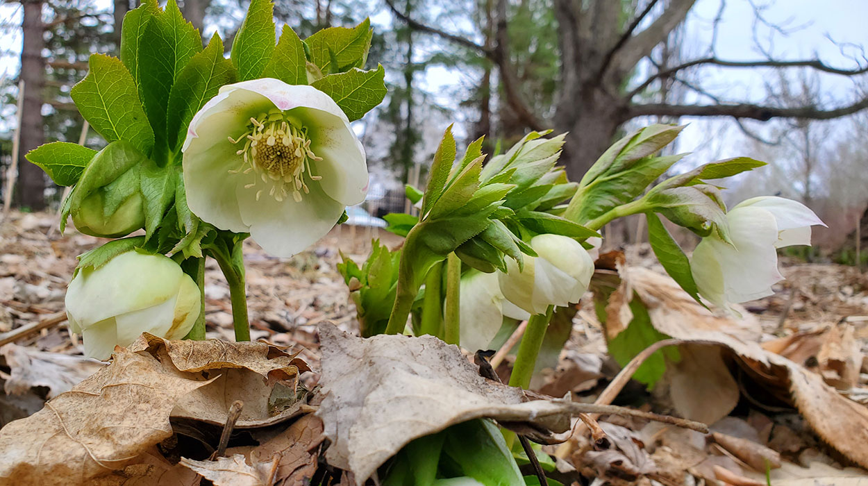 Lenten Rose flowers.