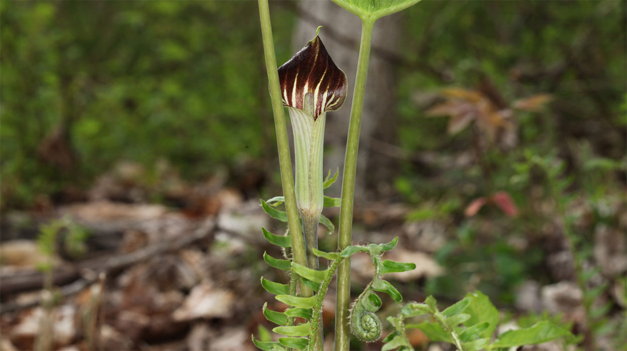 Jack-in-the-Pulpit