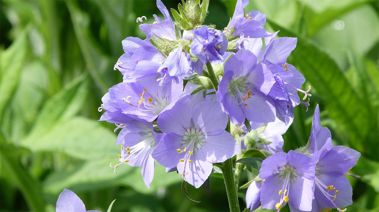 Light-purple Jacob’s Ladder flowers.