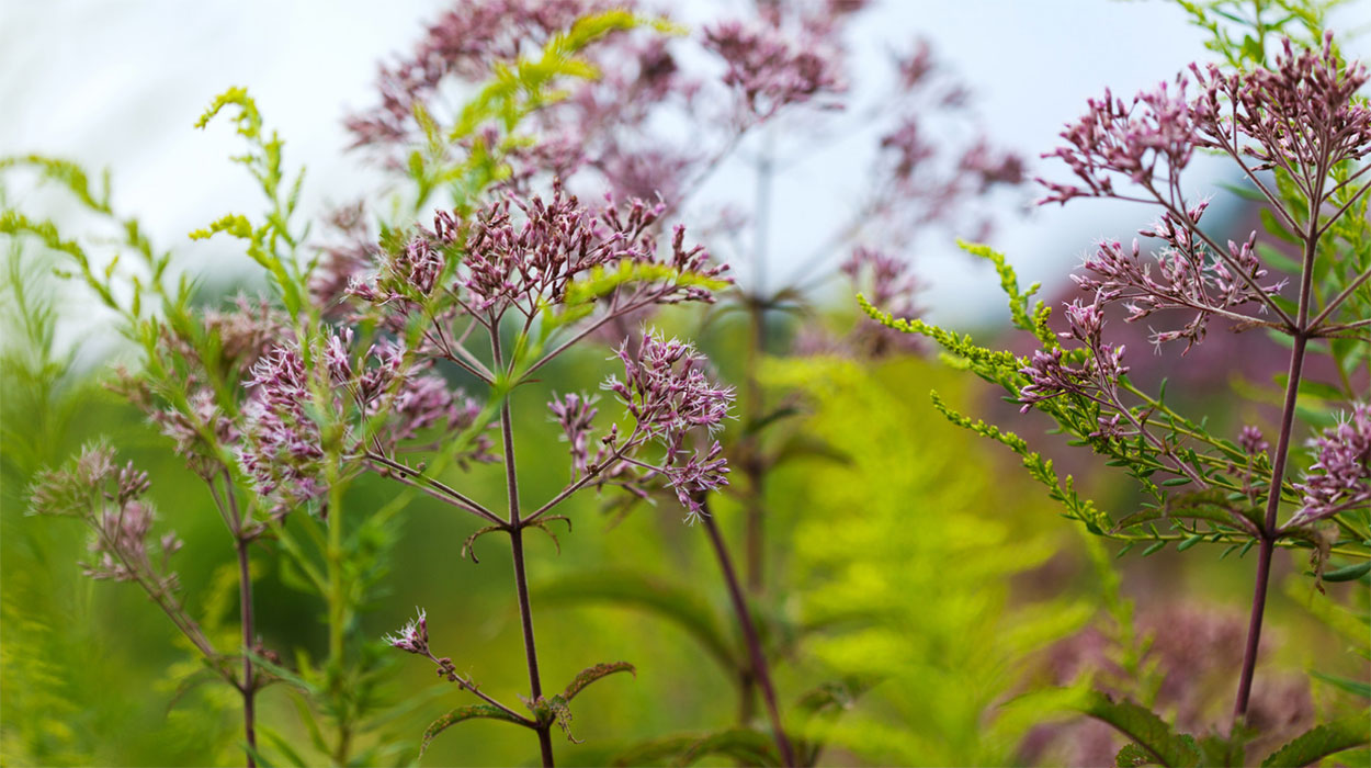 Joe Pye Weed with light, pink flowers.