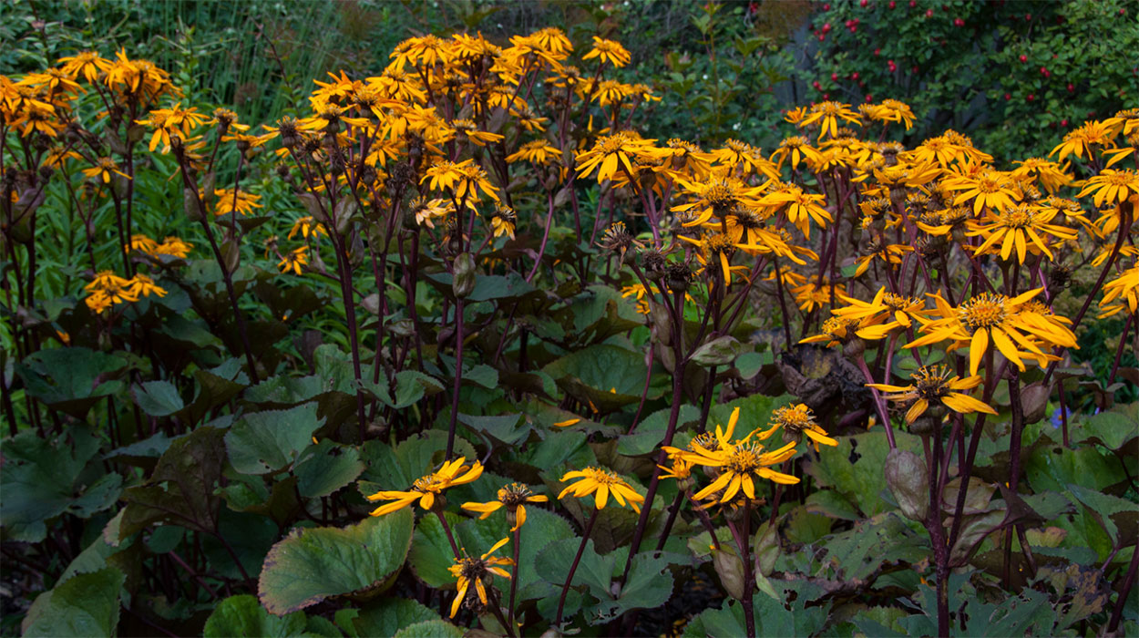 Bigleaf Ligularia