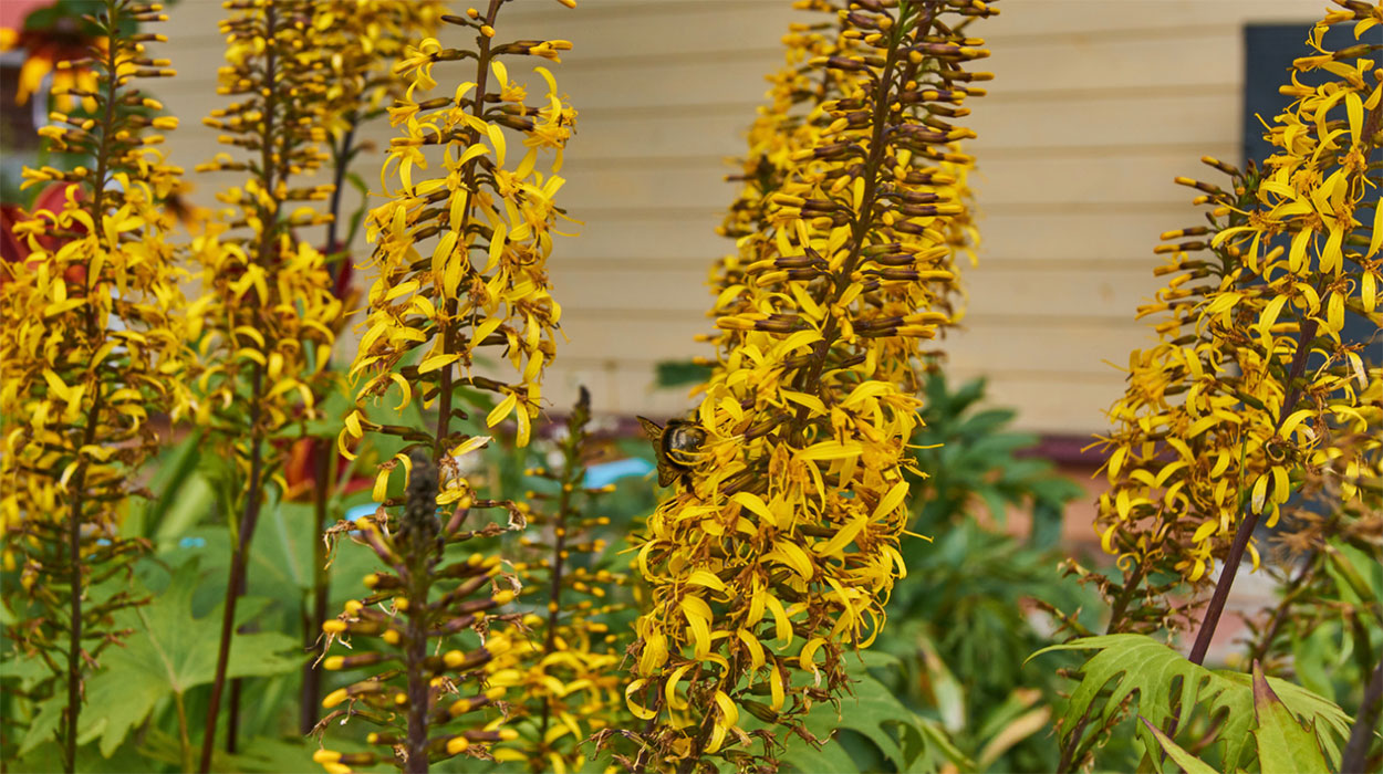 Narrow-spiked Ligularia