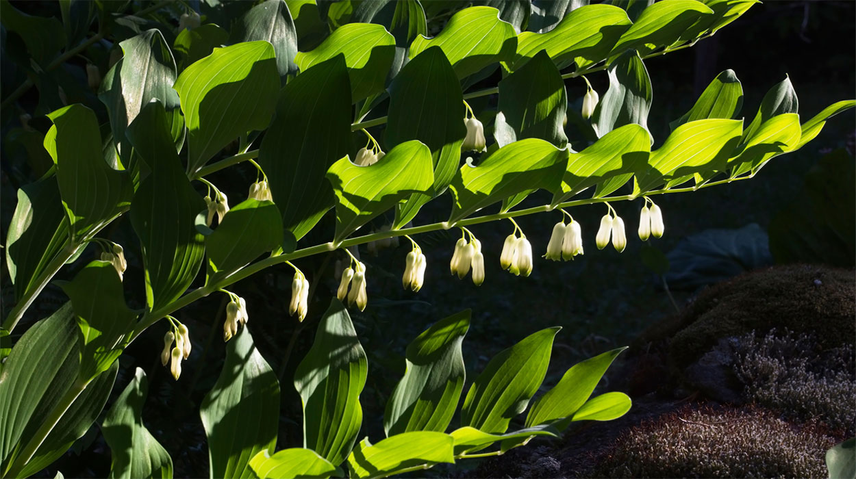 Solomon’s Seal with delicate, white flowers.