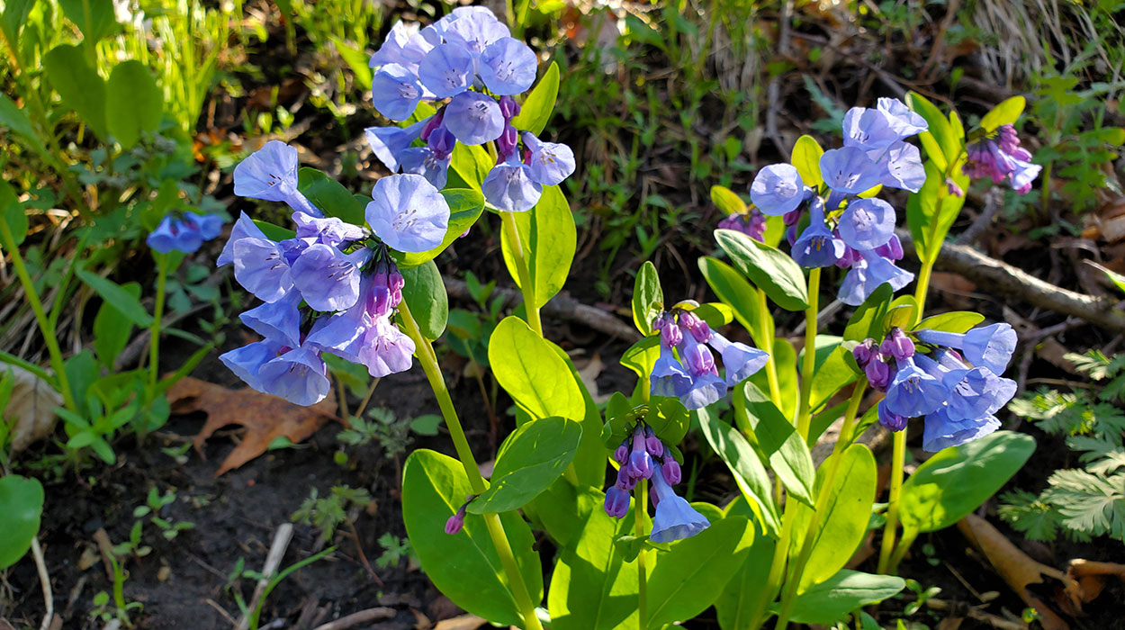Virginia Bluebells with light-purple flowers.