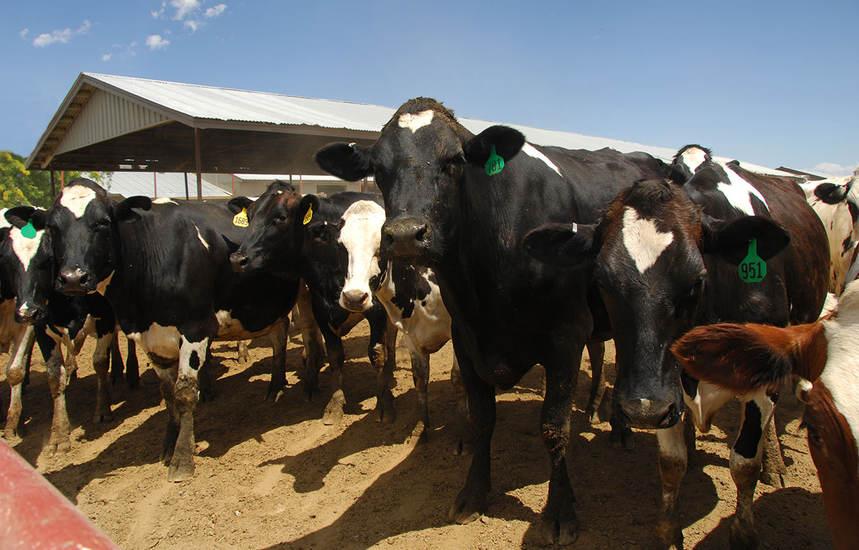 Small herd of dairy cattle in an outdoor lot.