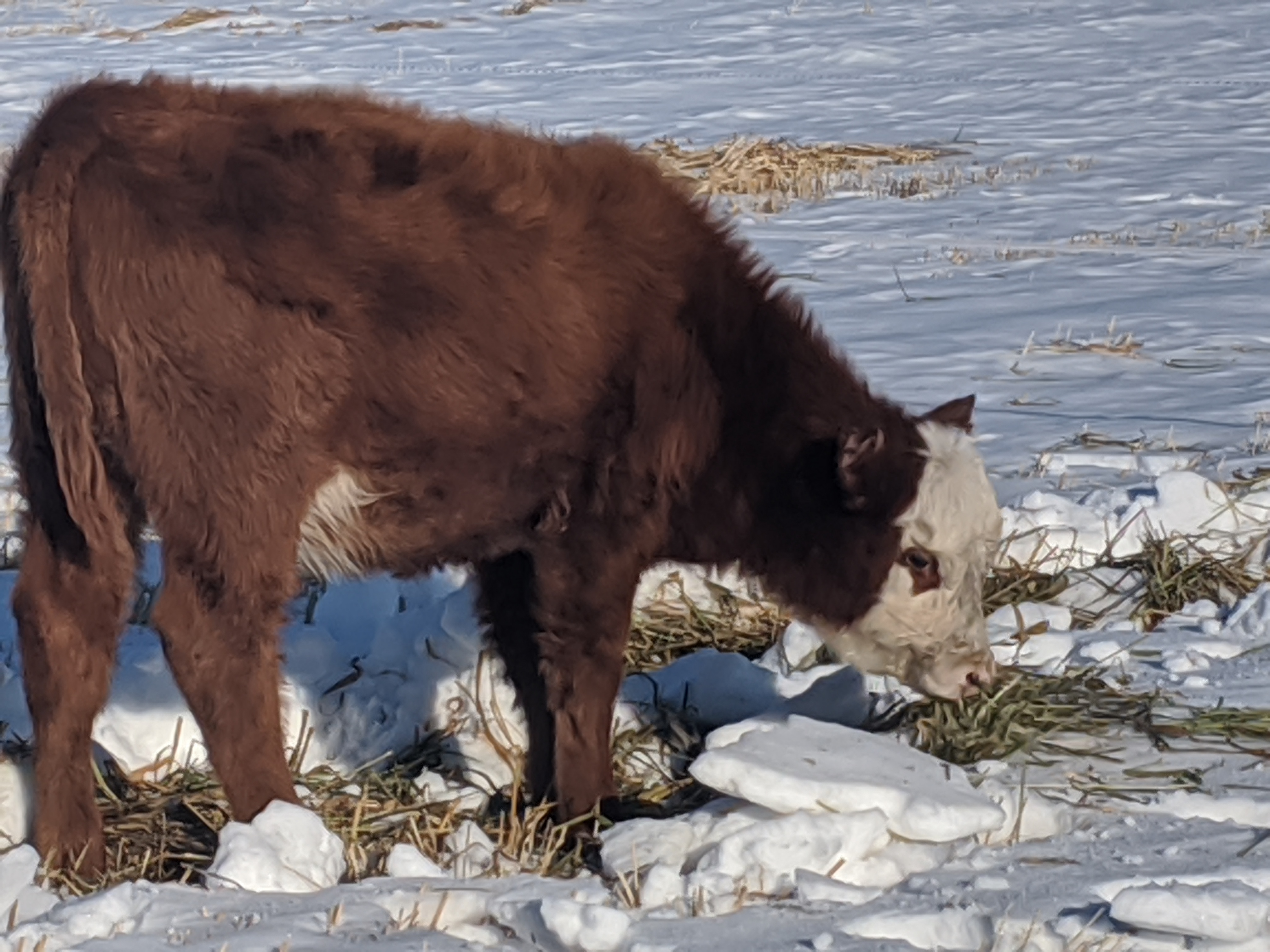 A reddish brown calf with a white face grazing in a snow covered pasture