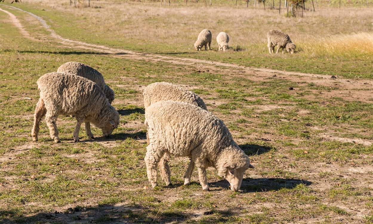 Merino sheep grazing on grassy pasture.