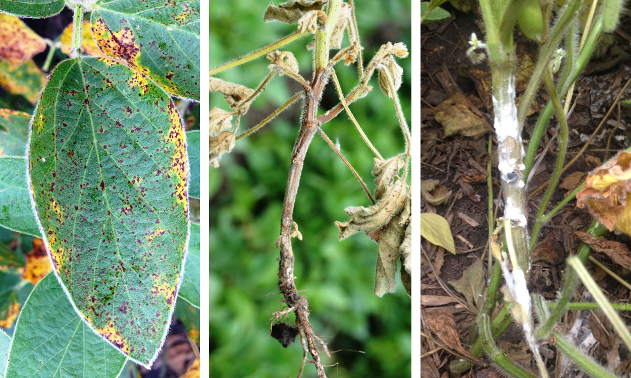 Three soybean diseases. Brown spot, Phytophthora Root Rot, and white mold.