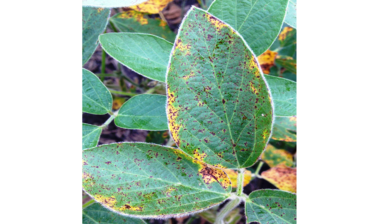A soybean trifoliate leaf with numerous small brown spots scattered on the entire leaf. Along the leaf margins (edges) of the leaves limited yellowing has started.