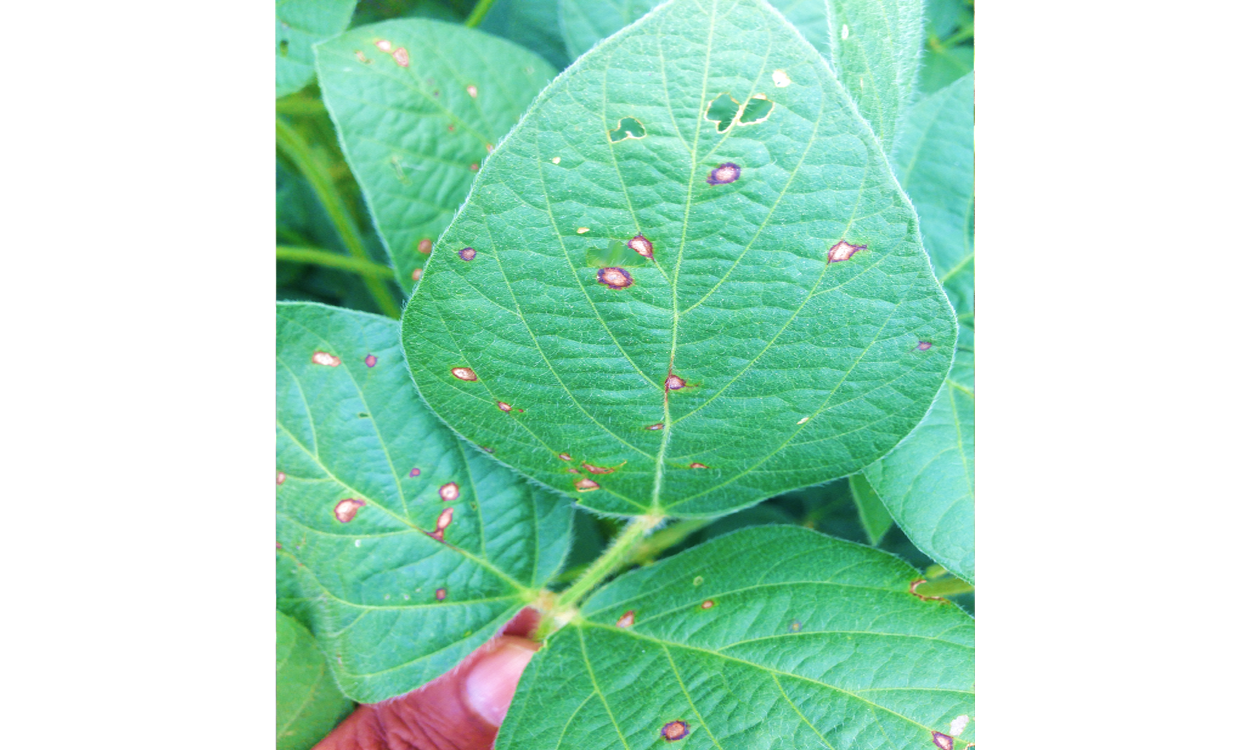 A soybean tri-foliate leaf showing scattered circular lesions with a tan center and a dark brown reddish margin.