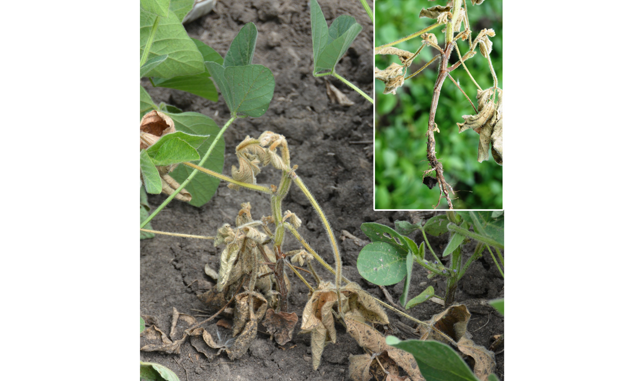 Phytophthora stem rot infected soybean plant displaying a chocolate brown lesion on the soybean stem, which starts at the soil line and extends up the soybean plant.