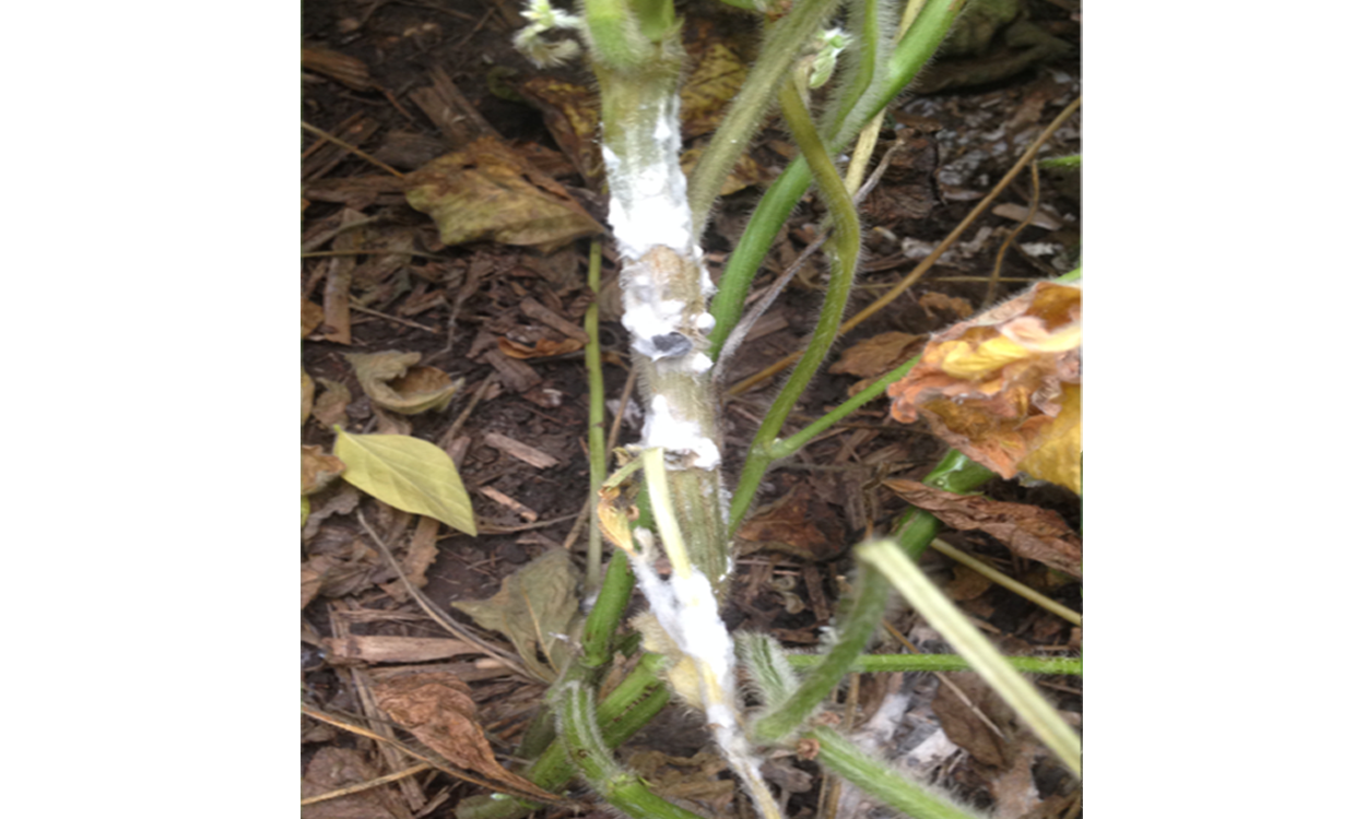 White mycelia and sclerotia found on white mold infected soybean plant stems.