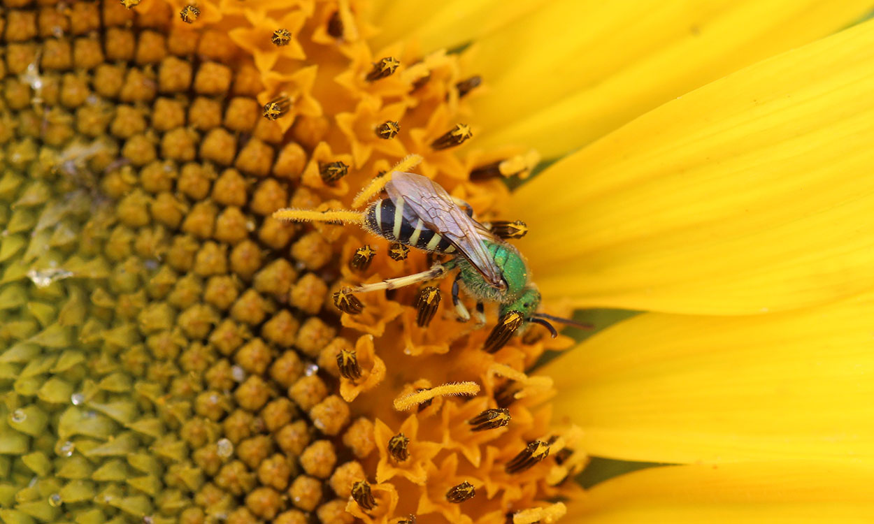 Green bee on yellow flower.