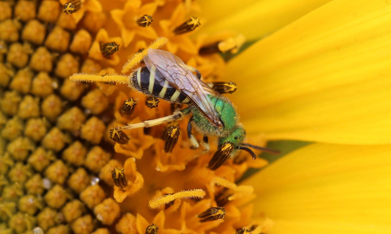 Green bee on yellow flower.